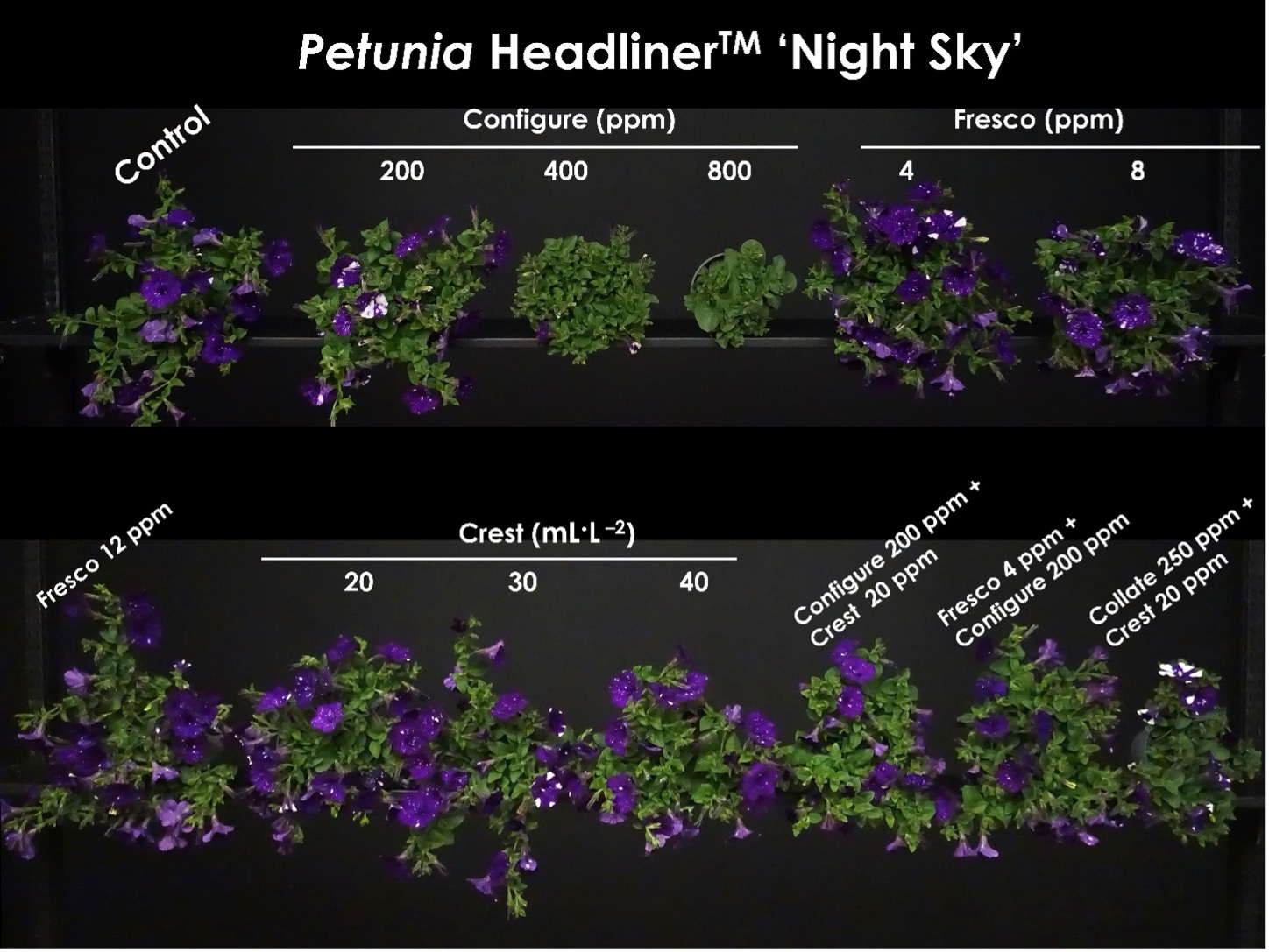 Different petunia species.